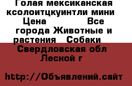 Голая мексиканская ксолоитцкуинтли мини › Цена ­ 20 000 - Все города Животные и растения » Собаки   . Свердловская обл.,Лесной г.